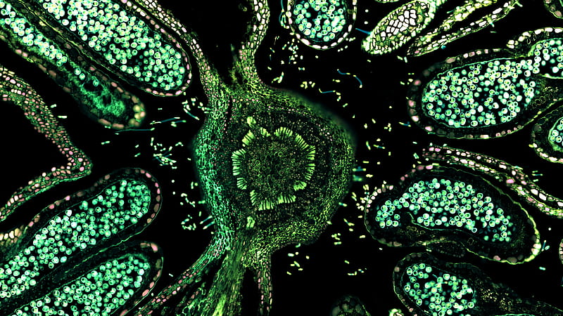 Green Biological Cells Trippy, HD wallpaper
