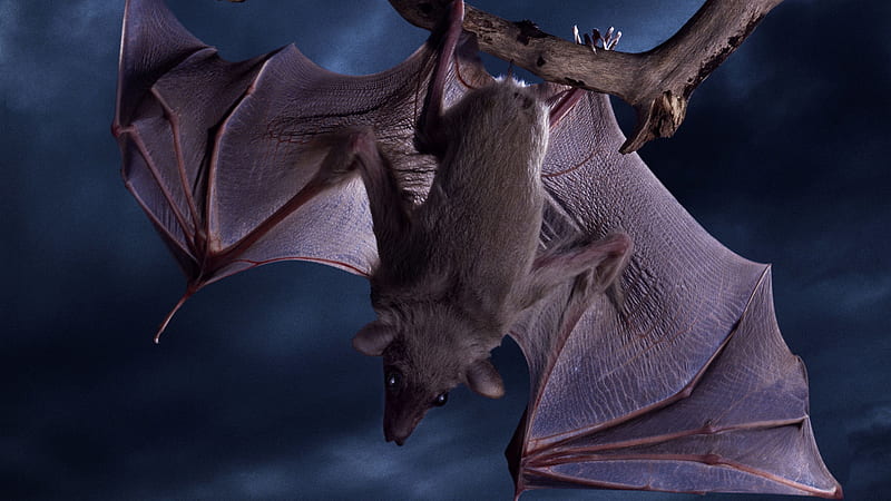 Batty the Bat, creepy, spooky, bat, frightening, eerie, batty, HD wallpaper