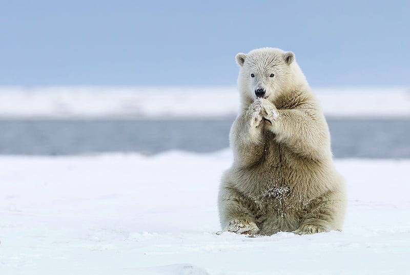 Please, God, give me a friend!, urs, snow, funny, white, polar bear, animal, winter, HD wallpaper