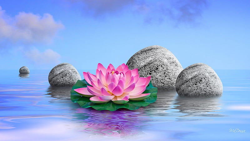 Water Lily Perfection, rocks, lotus, water lily, soft, sky, clouds, pond, tranquil, restful, water, flower, reflection, pink, blue, HD wallpaper