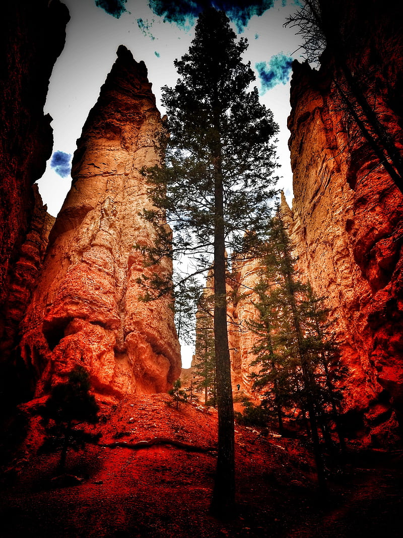 Bryce Canyon, forest, HD phone wallpaper
