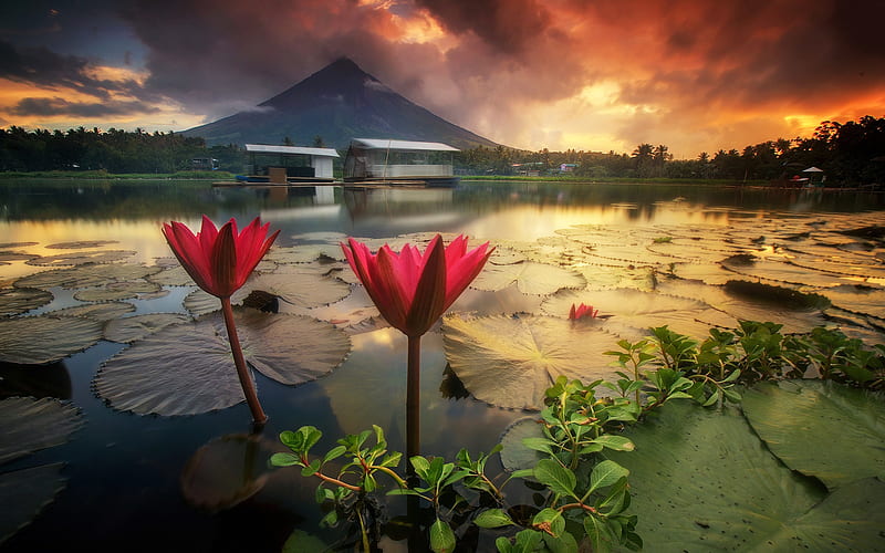 Mayon Volcano, water lilies, sunset, Mount Mayon, lake, stratovolcano, Philippines, HD wallpaper