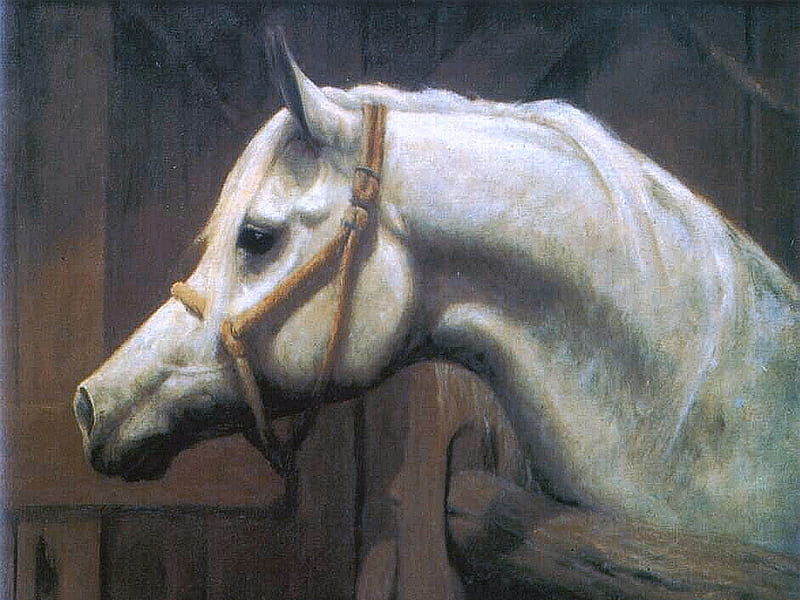 Arabian Horse WASL Raffles F1, art, equine, purebred, stud, horse, artwork, stallion, painting, arabian, HD wallpaper