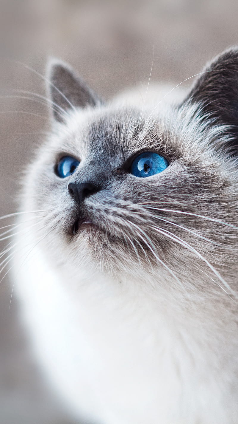 Cat, blue, cats, cute, eyes, kitten, kittens, HD phone wallpaper | Peakpx