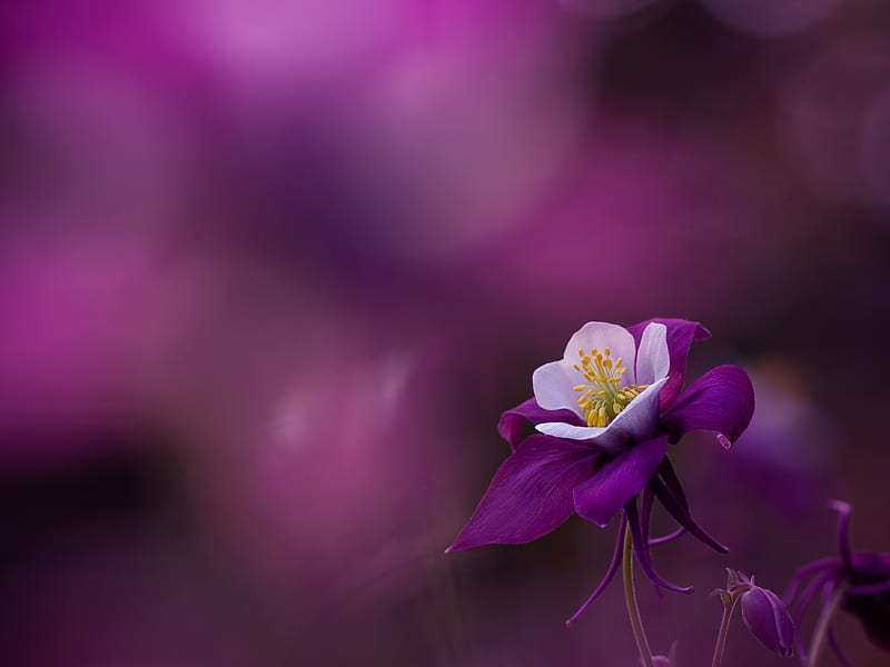 Flowers, Flower, Aquilegia, Blur, Macro, Petal, Purple Flower, HD wallpaper