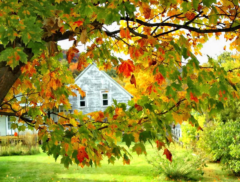 Colorfully framed cottage, fall, colorful, autumn, house, grass, cottage, falling, frame, cabin, bonito, foliage, countryside, leaves, nice, green, bright, village, forest, calmness, lovely, greenery, country, tree, serenity, peaceful, summer, nature, branches, HD wallpaper