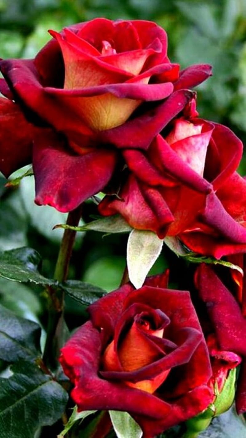 Rosas rojas, naturaleza, rosa roja, Fondo de pantalla de teléfono HD |  Peakpx