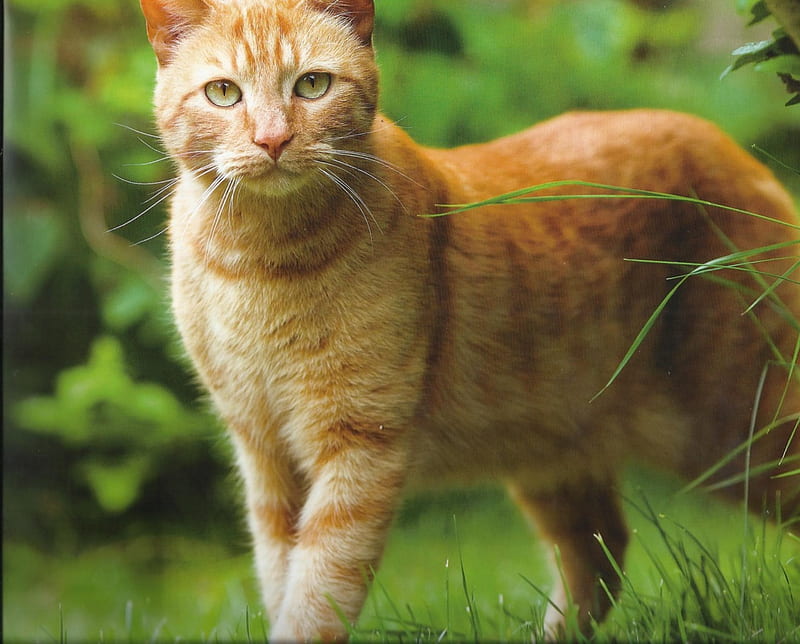 An orange tabby, cute, paws, tabby, cat, outdoors, HD wallpaper