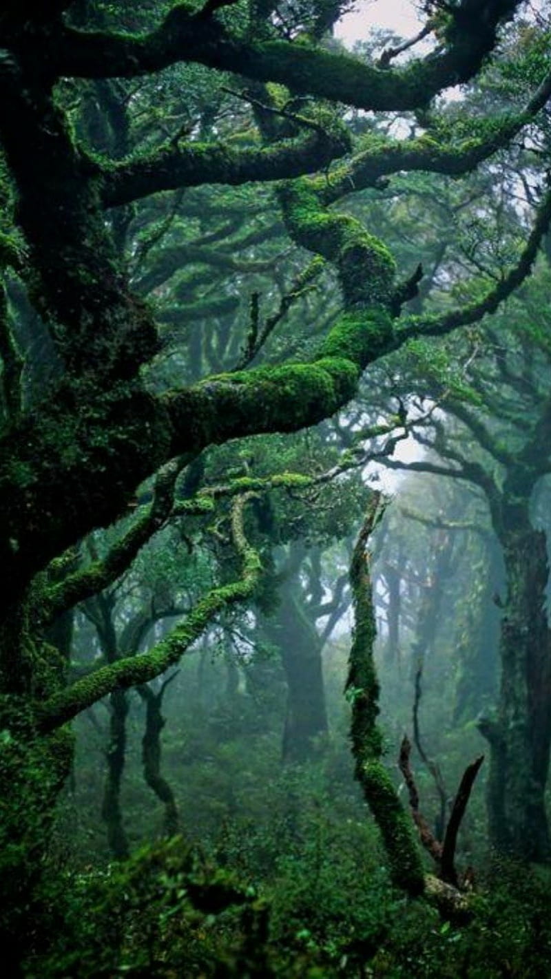 Deep Green Forest, creepy, forest, green, landscape, nature, tree, HD phone  wallpaper | Peakpx