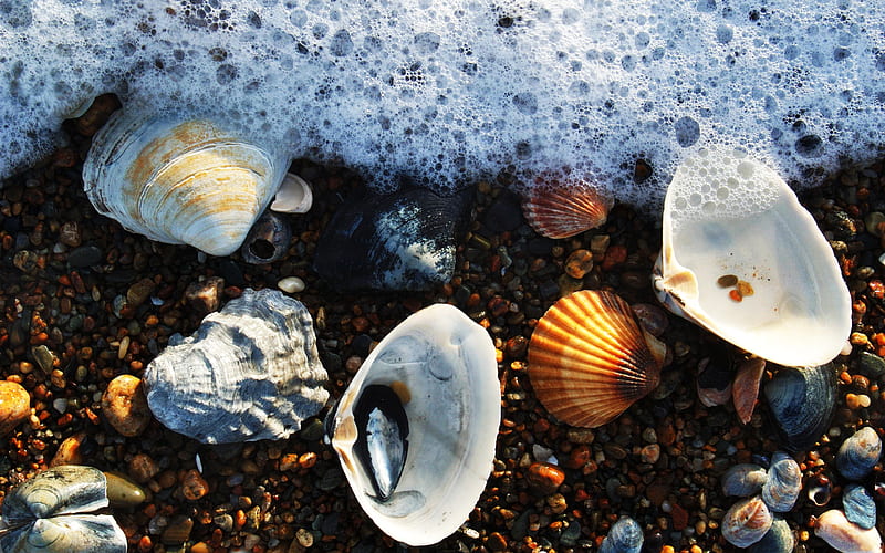 foam and seashells, seashells, wet, ocean, fun, beach, graphy, water, shell, seamwater, beauty, HD wallpaper