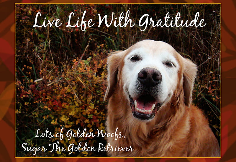 The Golden Retriever, fall, puppies, nature, animals, golden retriever, HD  wallpaper | Peakpx