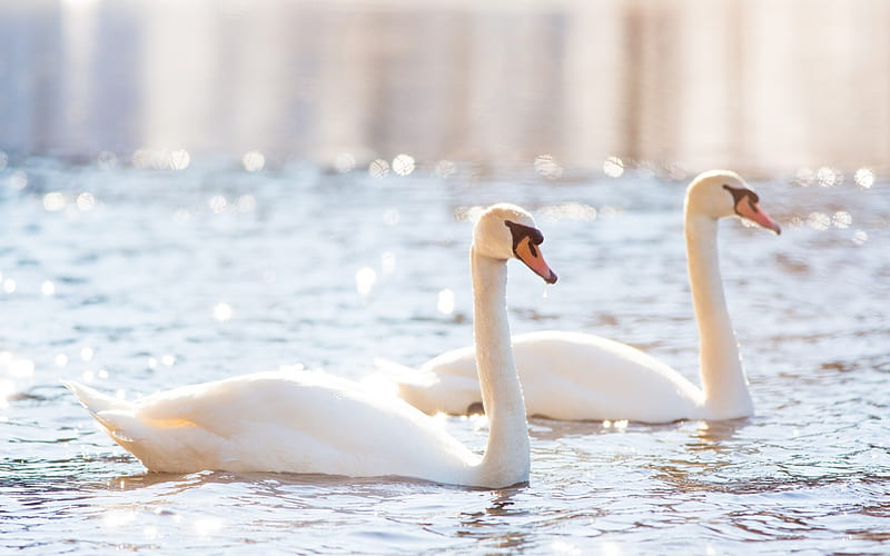 white swans, couple, lake, beautiful white birds, swans, HD wallpaper