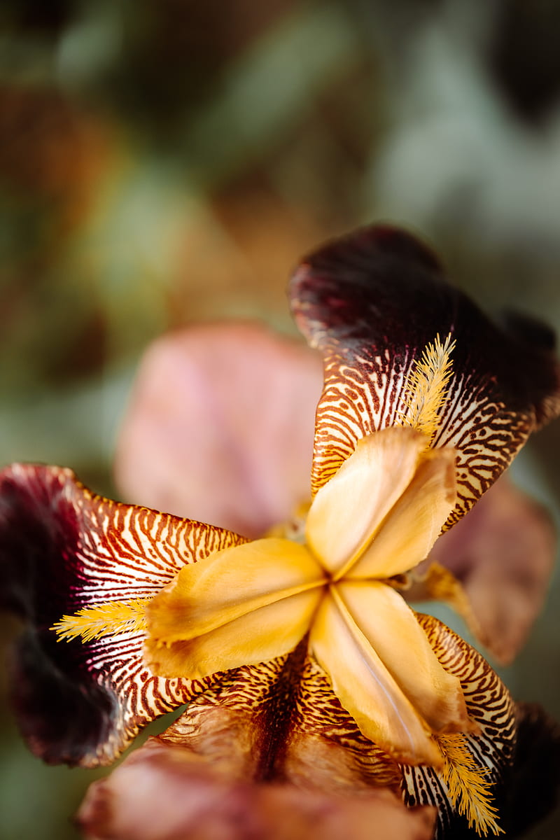 Brown and Yellow Flower in Tilt Shift Lens, HD phone wallpaper