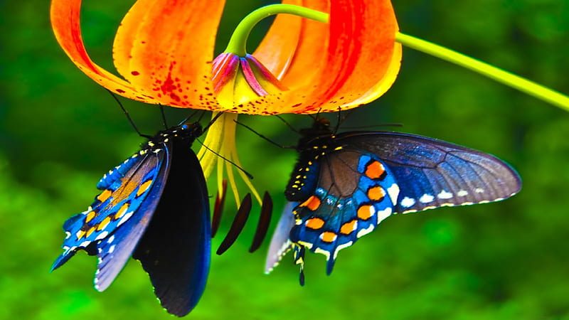 Cute Butterflies Are Hanging On Flowers Butterfly, HD wallpaper
