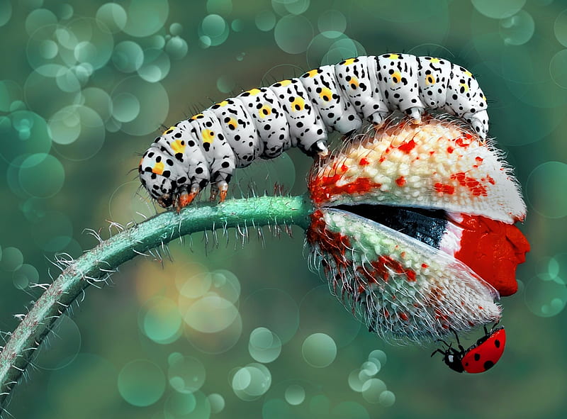 Caterpillar and Lady Bug, flower, lady bug, gargarita, blue, red, mustafa ozturk, poppy, mac, caterpillar, bokeh, insect, HD wallpaper