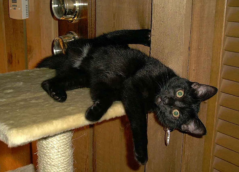 Izzy being silly!, black, cat, kitten, kitty, HD wallpaper