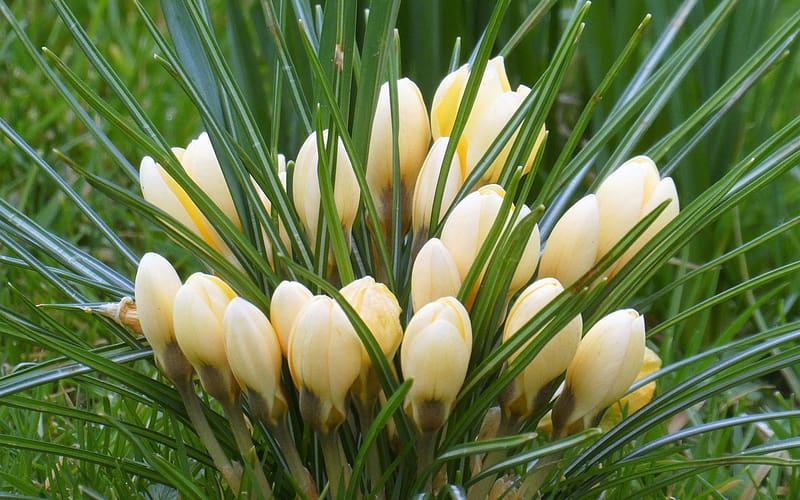 Crocuses, flowers, macro, yellow, buds, HD wallpaper