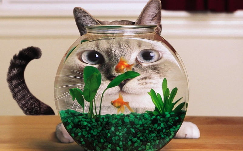 fish bowl cat, fun, cat, fish, animals, HD wallpaper