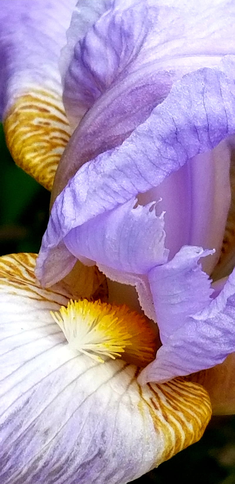 Iris 1, bonito, flowers, purple, HD phone wallpaper
