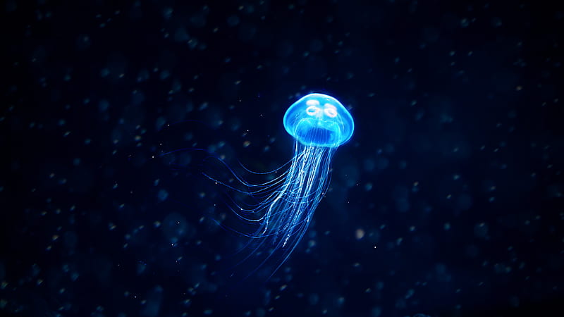 Jellyfish Illustration, jellyfish, underwater, animals, illustration, behance, HD wallpaper