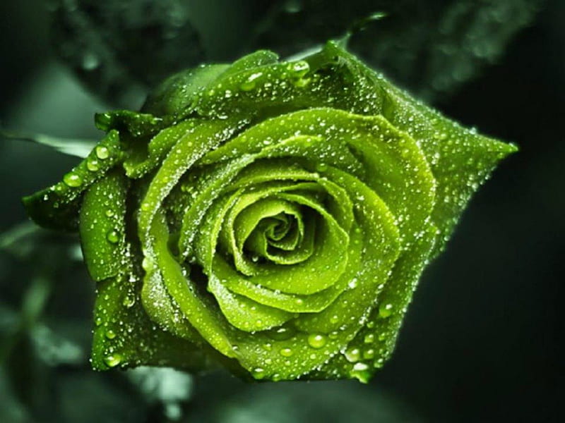 Green rose, dew, drops, rose, green, HD wallpaper