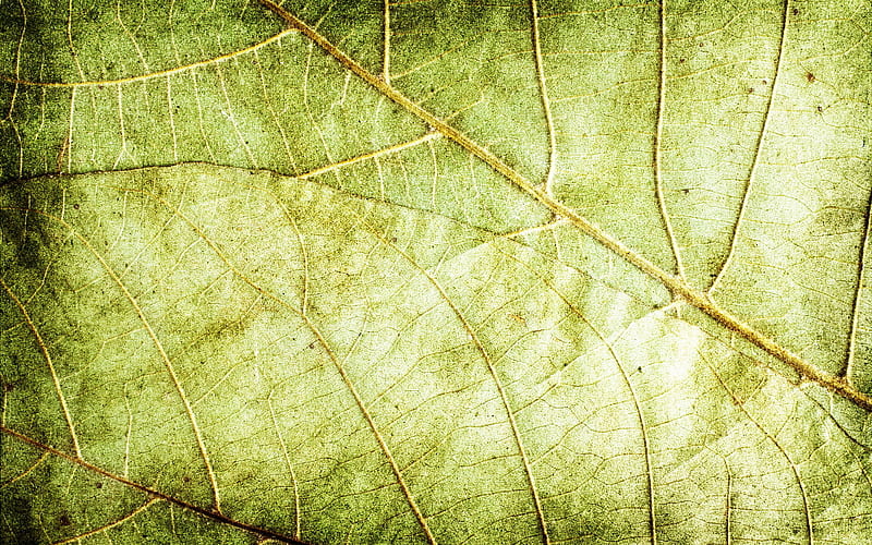 dry leaves texture macro, leaves, leaves texture, green leaves texture, green leaf, green leaves, leaf pattern, leaf textures, HD wallpaper