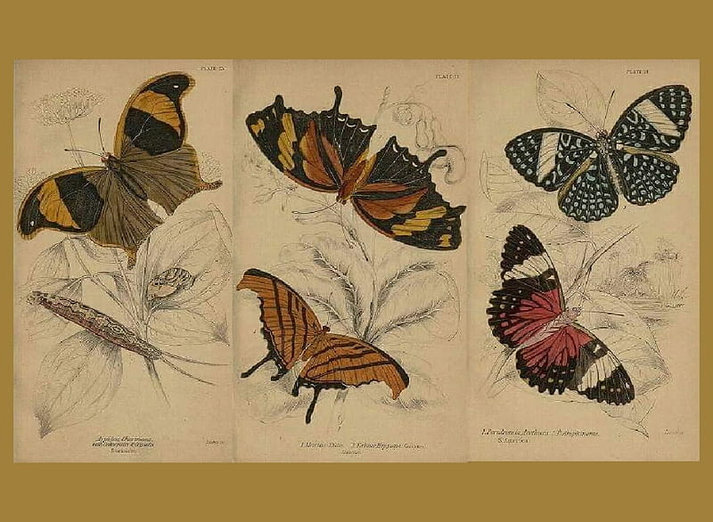 Butterflies, Lepidopteros, Entomology, Insects, HD wallpaper