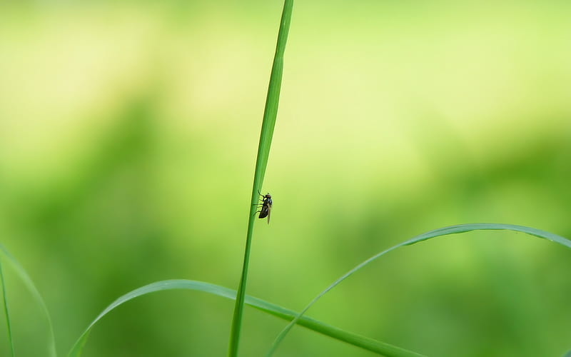 A fly, fly, HD wallpaper