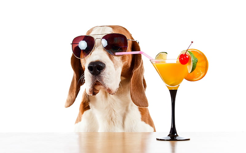 Basset Hound, dog, pets, dog with glasses, cocktails, HD wallpaper