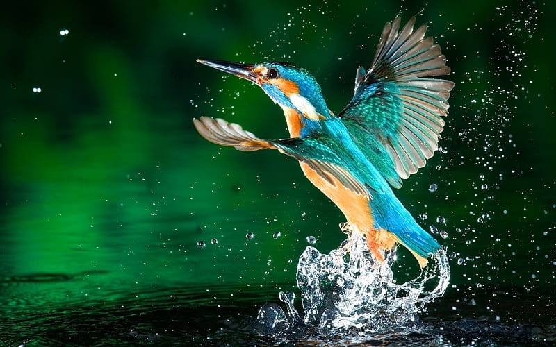 kingfisher bird-graphy, HD wallpaper