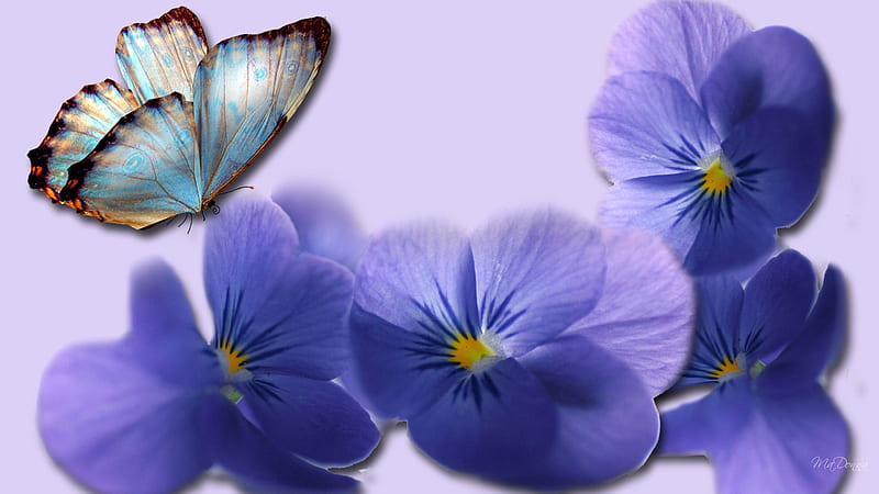 Treasure of Violet, firefox persona, spring, lavender, butterfly ...