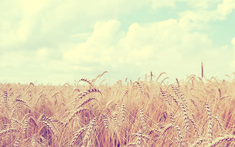 Summer Wheat, HD wallpaper