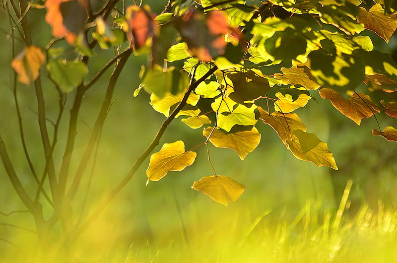 Late summer glow Forcom [] for your , Mobile & Tablet. Explore Late Spring . Spring , Spring 3D , Happy Spring, HD wallpaper
