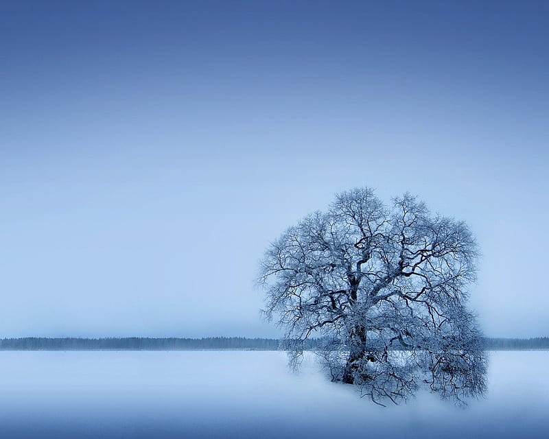 Lone Tree, deep snow, winter, cold, HD wallpaper