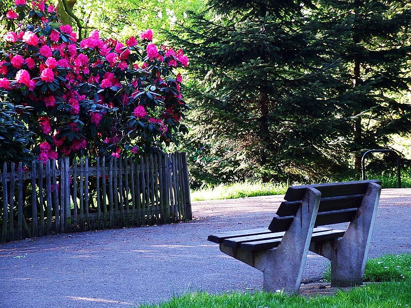 Bench with a view, view, bush, bench, park, roses, HD wallpaper