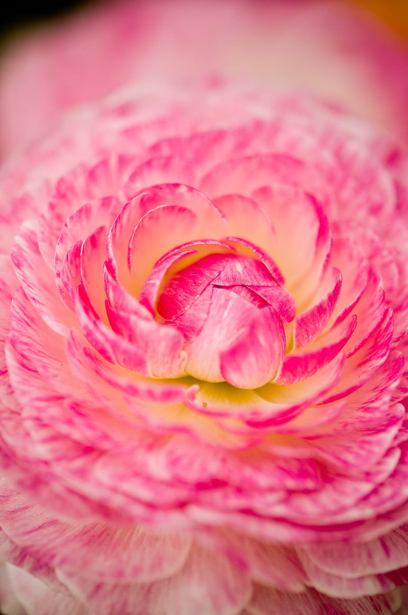 flower, macro, petals, pink, HD phone wallpaper