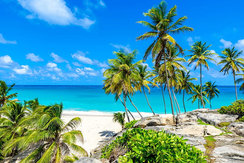 Tropical beach, palms, rest, vacation, exotic, Barbados, ocean, bonito, sky, sea, beach, paradise, summer, tropics, sands, HD wallpaper