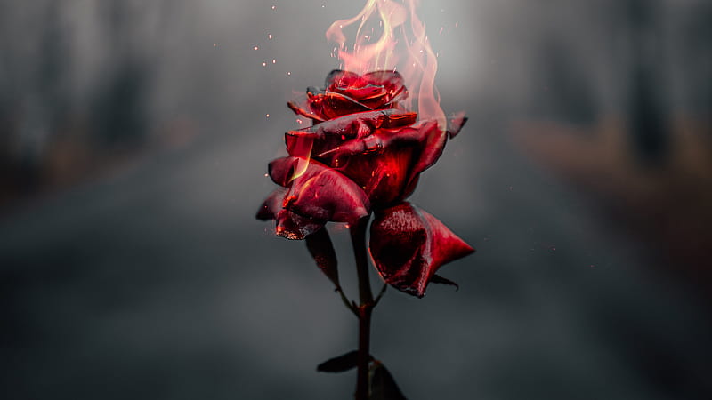 Burning Rose , rose, graphy, HD wallpaper