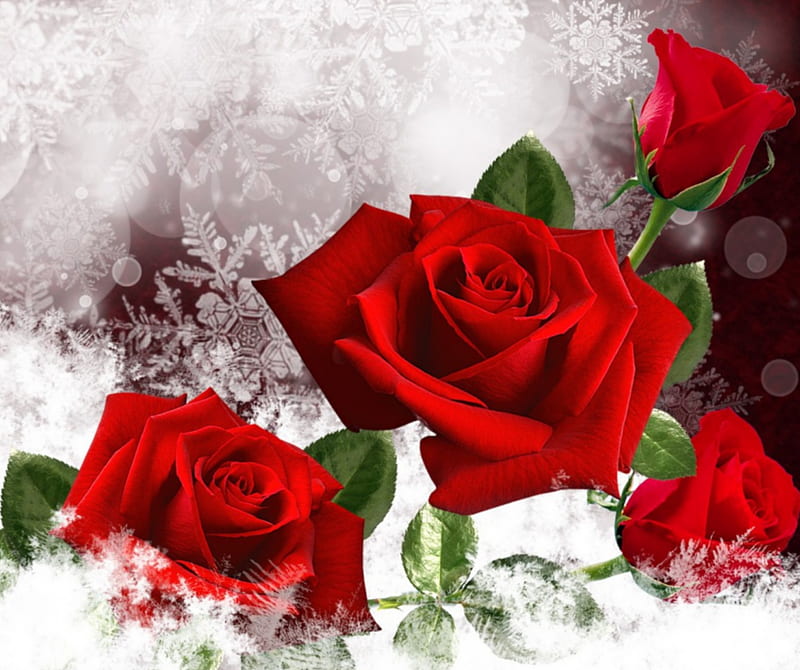 960x800px, happy birtay, love, red rose, valentines day, HD wallpaper