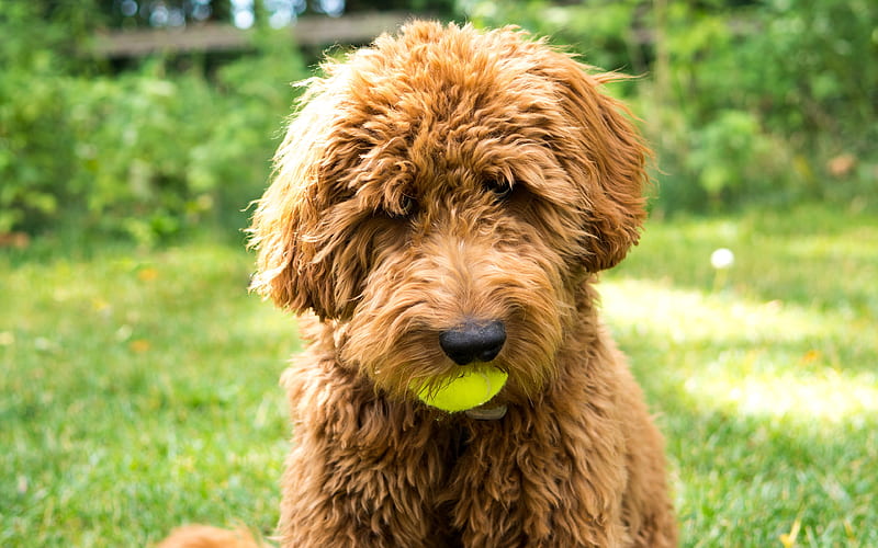 Poodle Dog lawn, pets, dogs, funny dog, Poodle, HD wallpaper