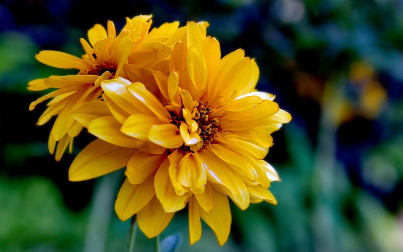 Yellow Flowers, Yellow, Garden, Field, Flowers, HD wallpaper | Peakpx