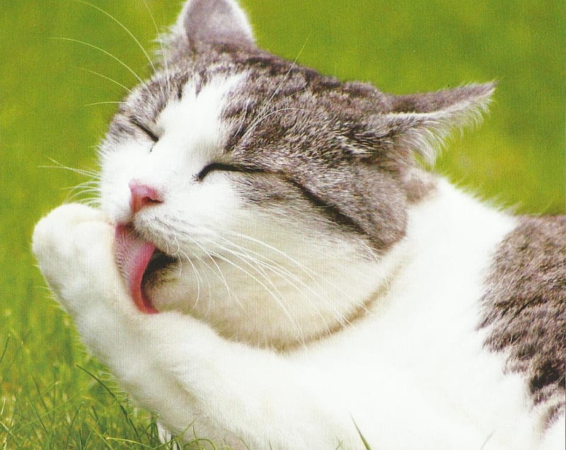 Cat, cute, paws, feline, licking, HD wallpaper