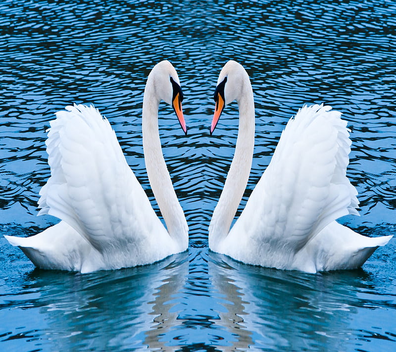 Swans, animals, two, white, HD wallpaper