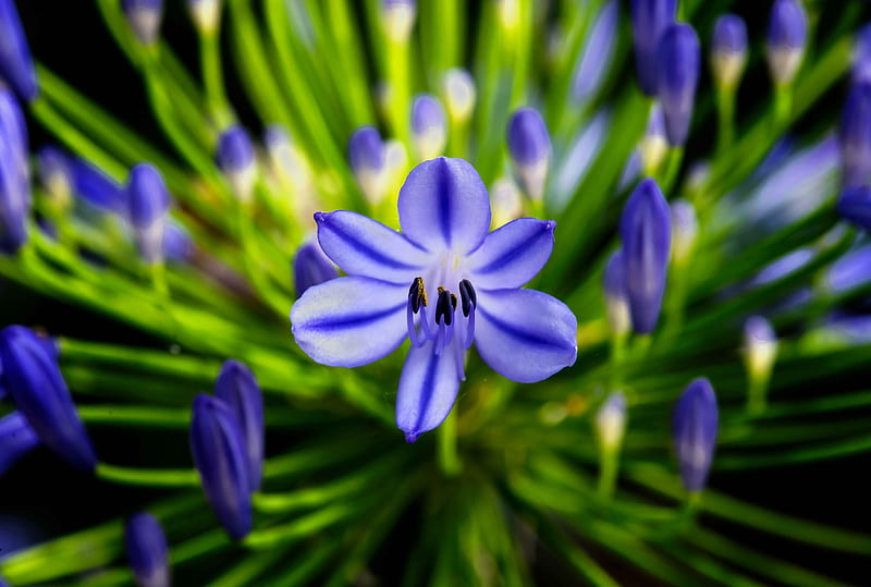 agapanthus, flower, blue, macro, plant, HD wallpaper