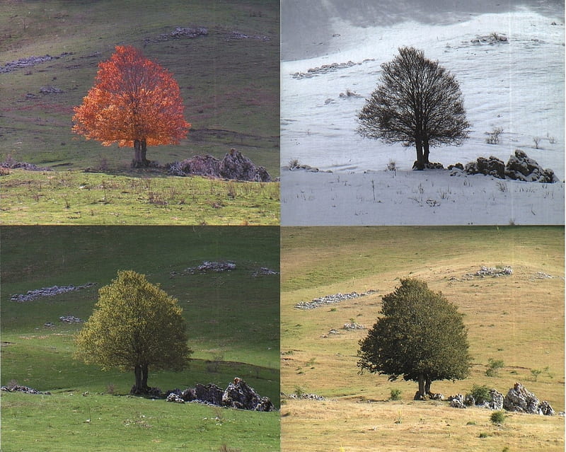 Seasons, change, autumn, summer, nature, spring, season, winter, HD wallpaper