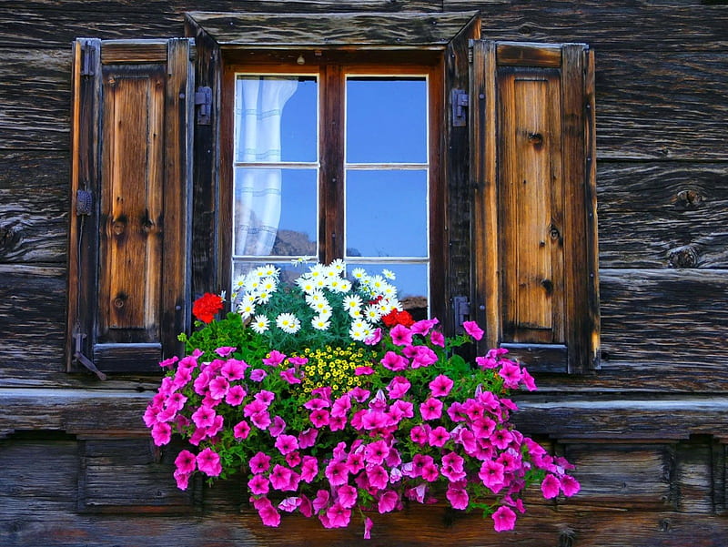Window with flowers, pretty, colorful, lovely, window, bonito, spring, freshness, nice, summer, flowers, nature, wooden, HD wallpaper