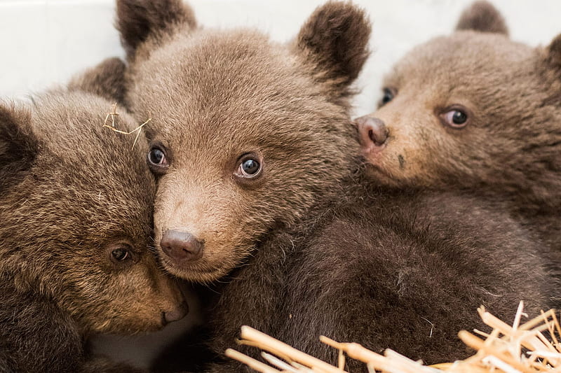 3 lost bear cubs, 22 April 2018, Bear, Dancing Bears Park, 3 months old, Bear cub, Bulgaria, HD wallpaper