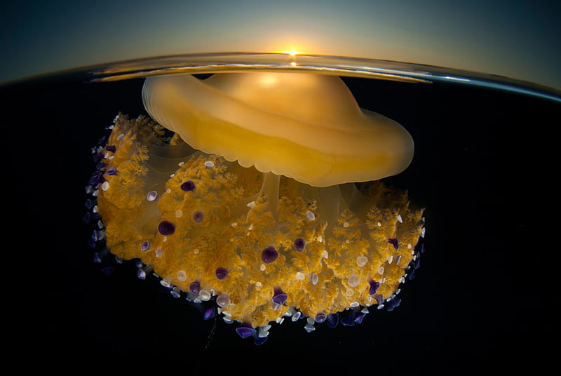 Sunrising Jellyfish, water, jelly, fish, ocean, HD wallpaper