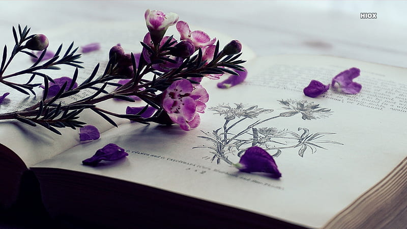 wallpaper for desktop, laptop  ni24-book-read-time-flower-flare-purple