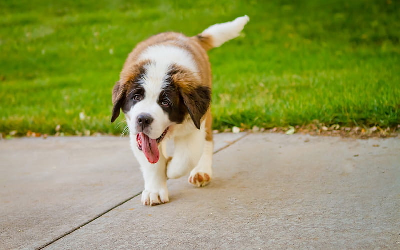 St Bernard, small puppy, dog dogs, cute animals, puppies of large dogs, HD wallpaper